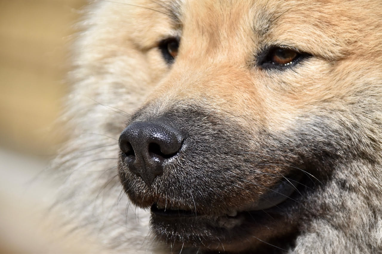 Da dove arriva il Chow Chow: le origini antiche della razza
