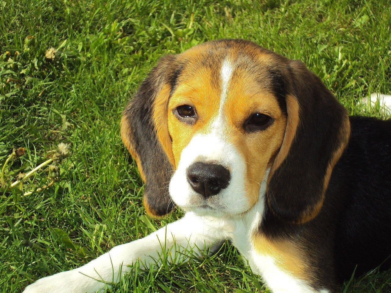 Da dove arriva il Beagle: le origini di un cane da seguito
