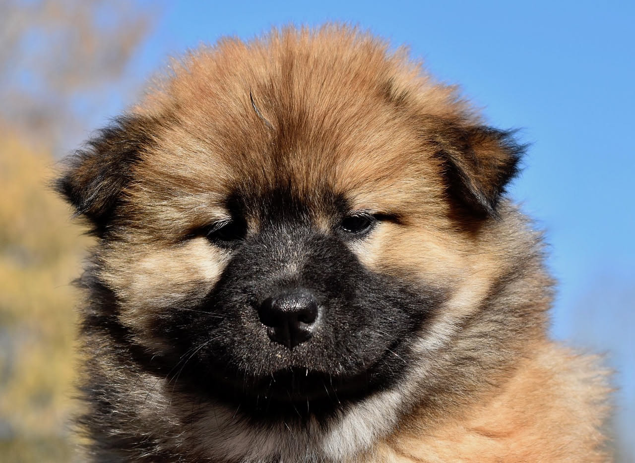Da dove arriva il Mastino Tibetano: le origini dell'altopiano