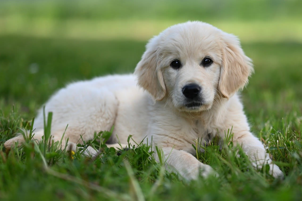 Da dove arriva il Golden Retriever: le origini scozzesi