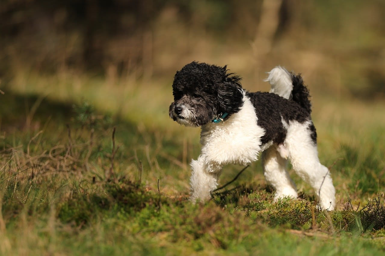 Da dove arriva il Barbet: le origini del cane d'acqua francese