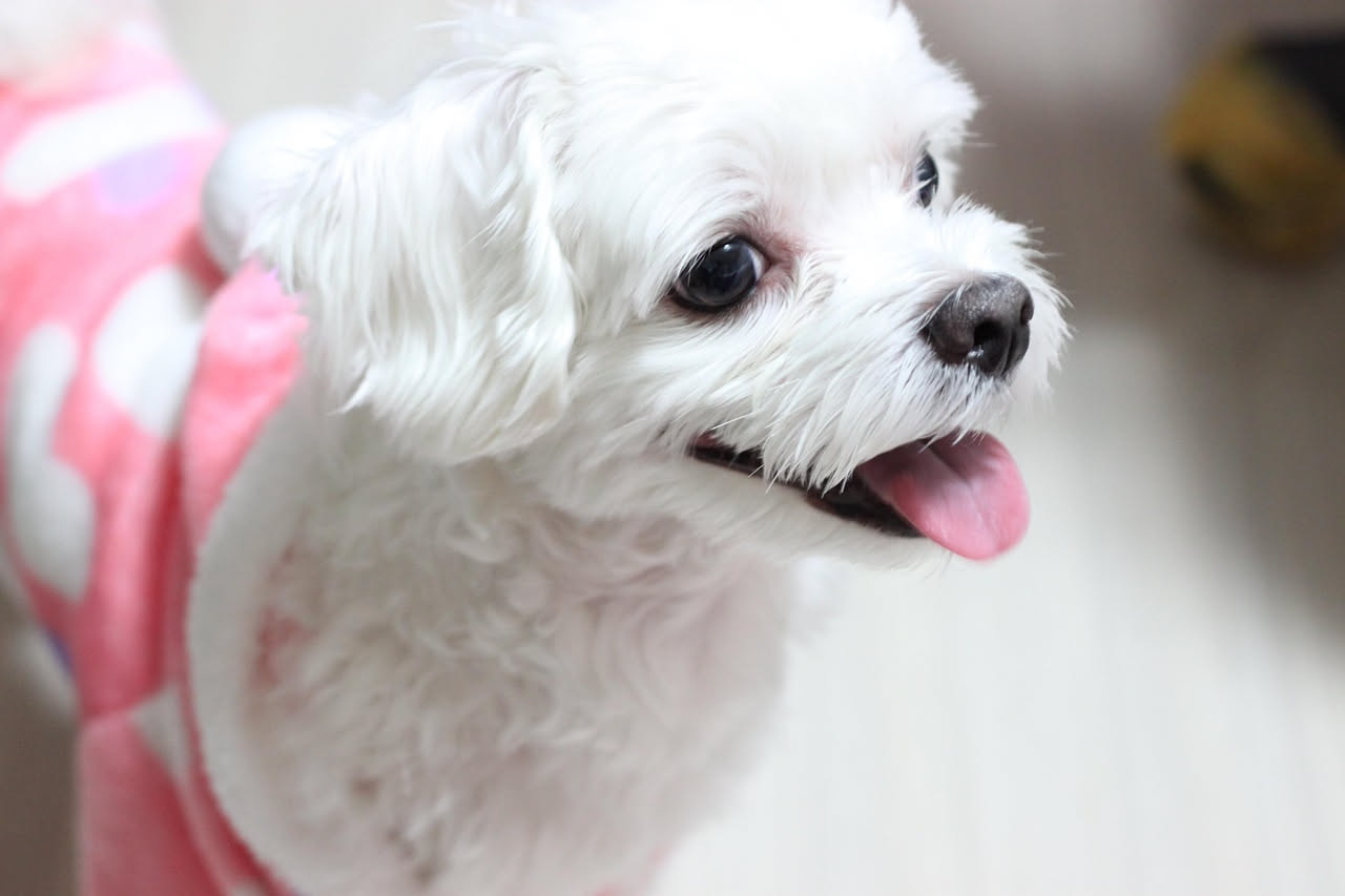 Cane Maltese bianco con mantello lungo e setoso seduto su un cuscino viola, con lo sfondo di un paesaggio mediterraneo con mare e architetture antiche