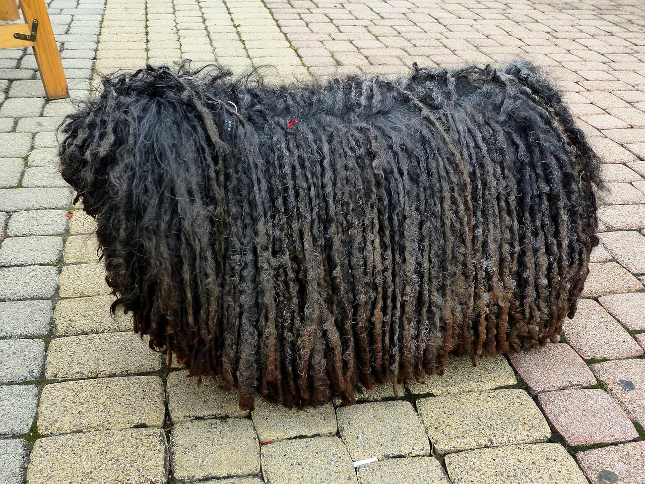 Da dove viene il Cane d'Acqua Portoghese: la storia della razza