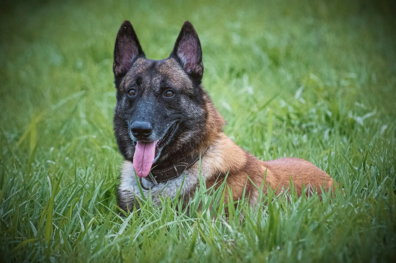 Da dove viene il Pastore Belga Malinois: la storia della razza