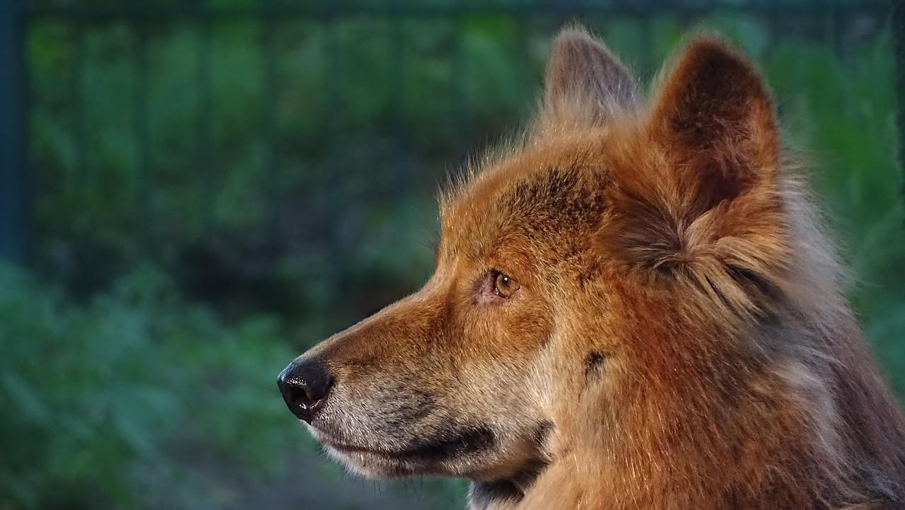Shiba Inu rosso con coda arricciata ritratto di profilo su sfondo neutro, tipico aspetto compatto e faccette aguzze della razza