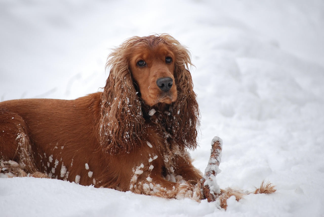 Da dove viene il Cocker Spaniel: la storia di un cane da caccia