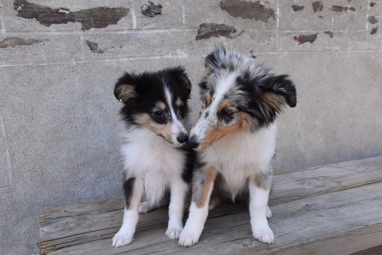 Da dove viene il Collie a pelo lungo: la storia della razza