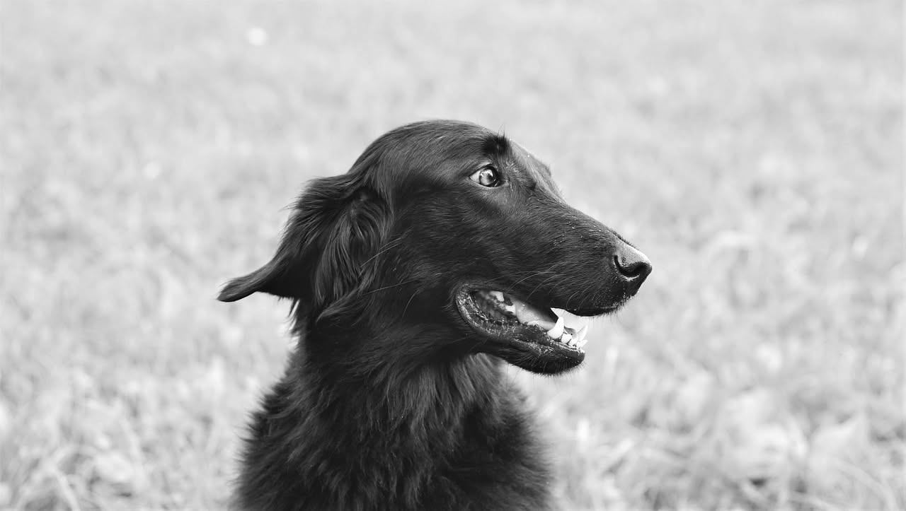 Da dove viene il Levriero Afgano: la storia di un cane antico