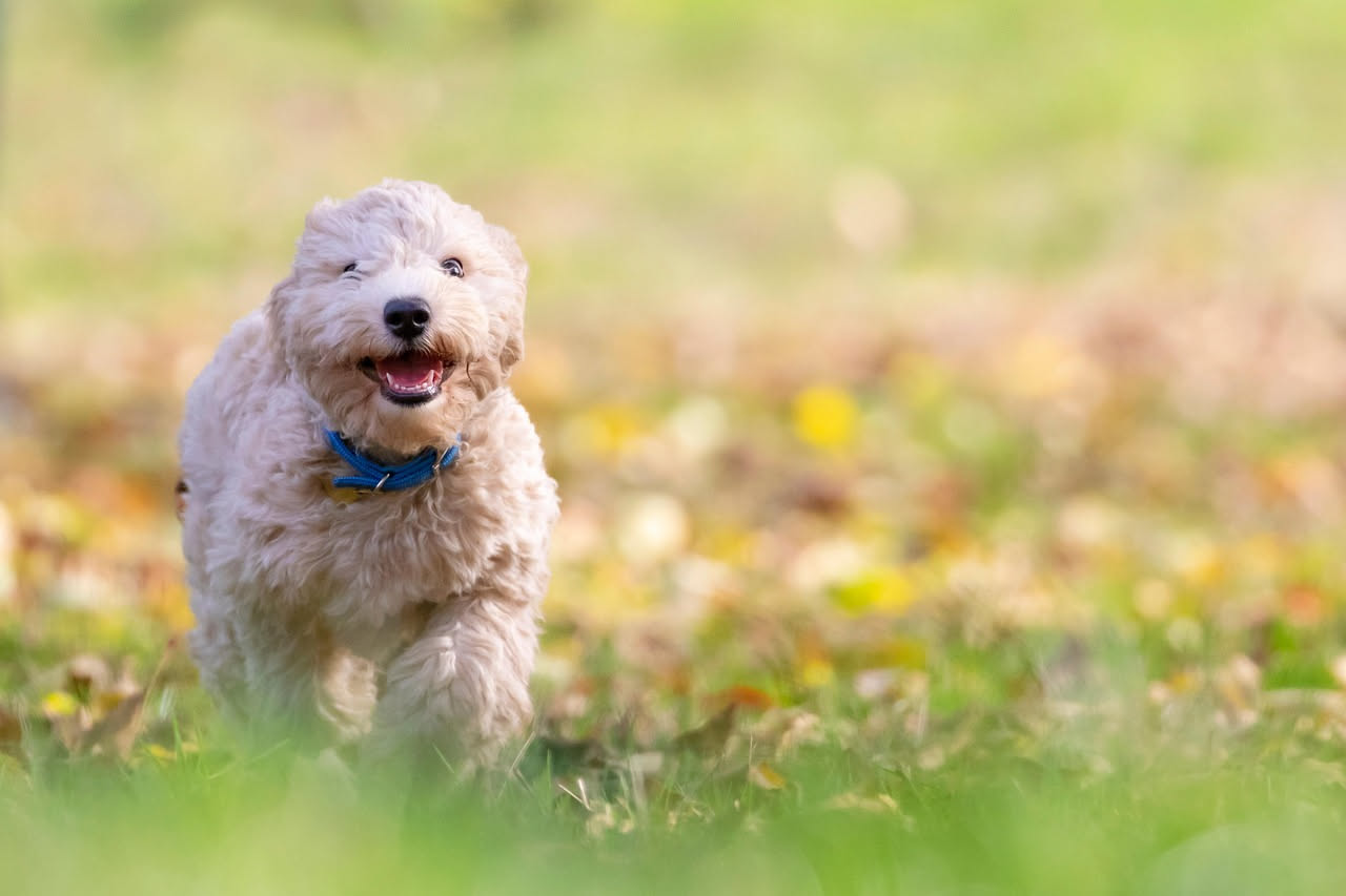Da dove viene il Komondor: la storia del cane dai cordoni