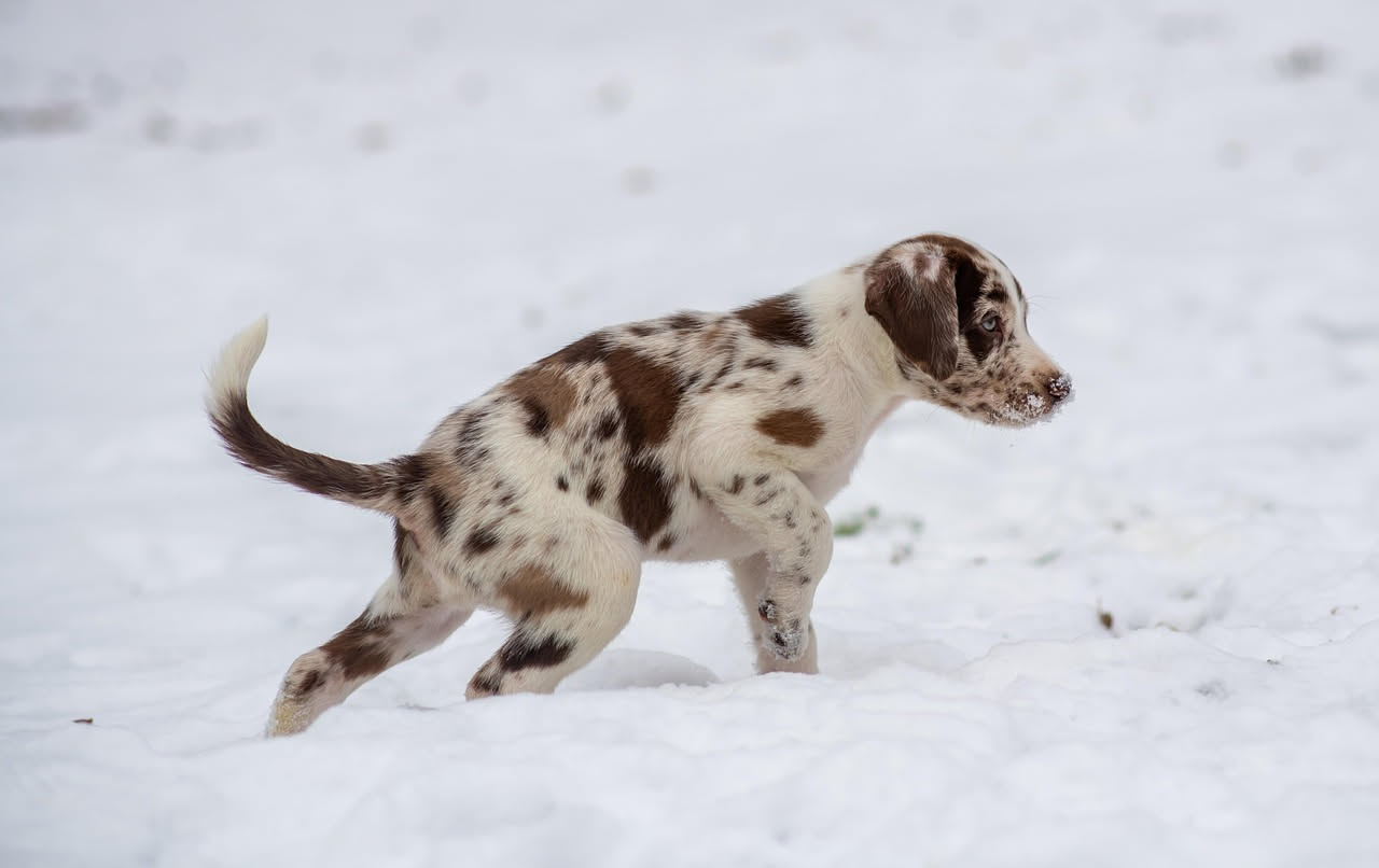 Da dove viene il Beauceron: la storia del cane da pastore