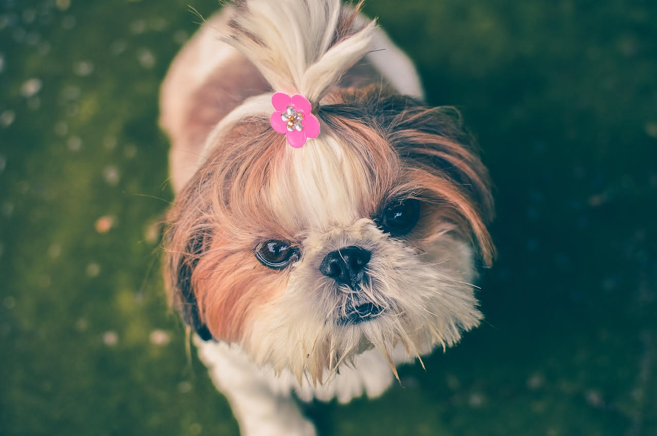 Da dove viene lo Shih Tzu: la storia del cane di corte cinese