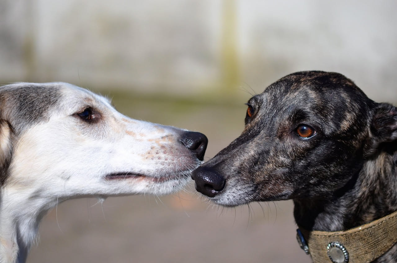 Da dove viene il Whippet: la storia di un levriero veloce