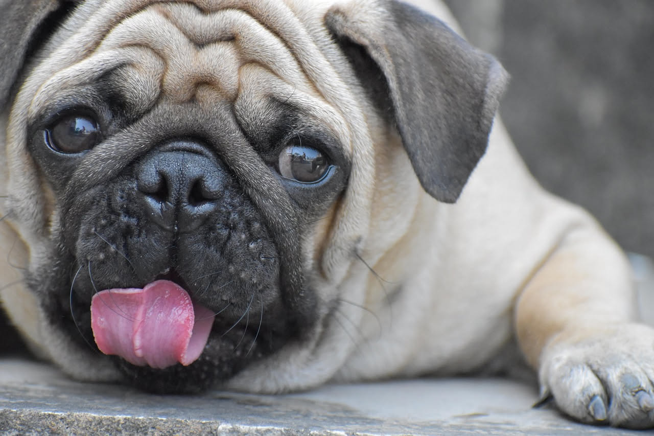 Da dove viene il Carlino: la storia di un cane di corte