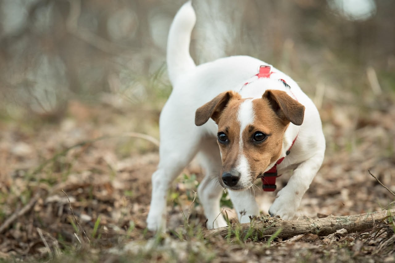 Da dove viene il Jack Russell Terrier: la storia della razza