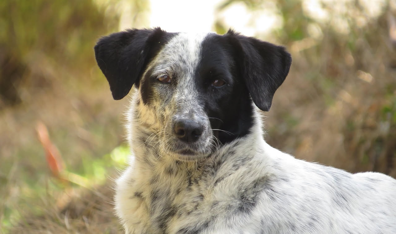 Bobtail marrone e bianco con mantello folto e ispido, coda corta naturale, in piedi su prato verde con sfondo di campagna inglese