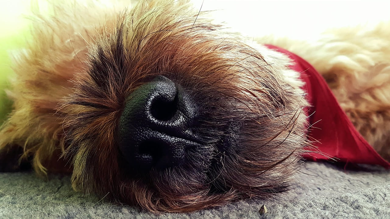 Da dove viene il Border Terrier: la storia di un cane di confine