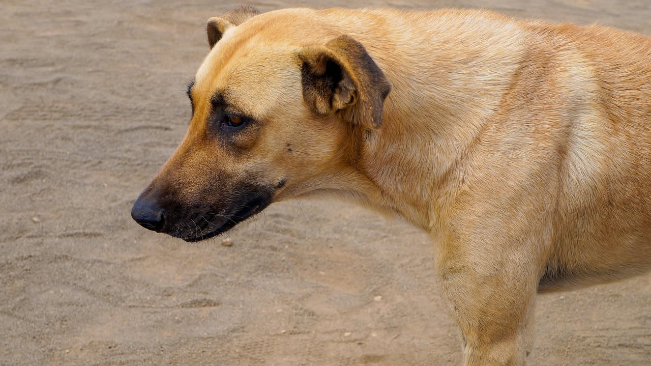 Da dove viene il Rhodesian Ridgeback: la storia del cane africano