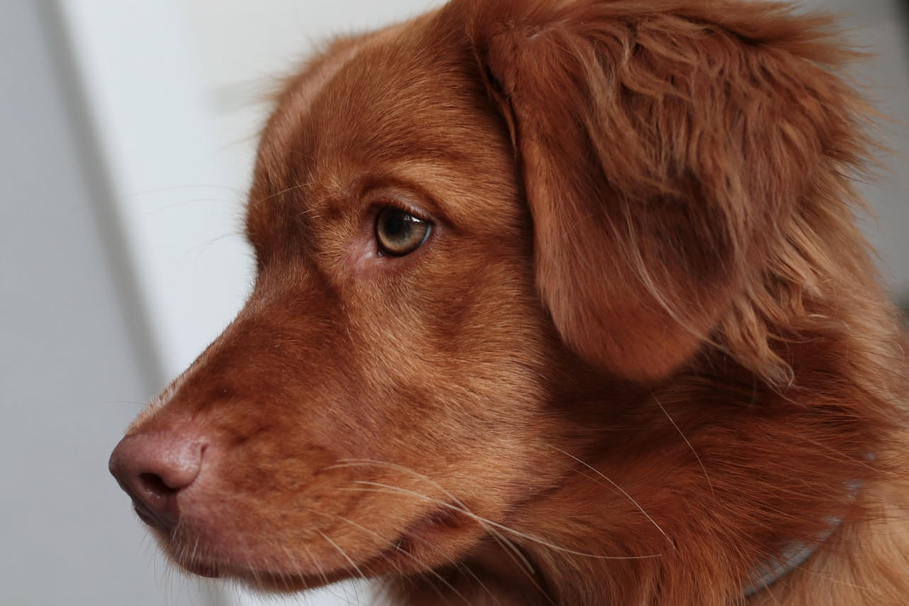 Da dove viene il Cirneco dell'Etna: la storia del cane siciliano