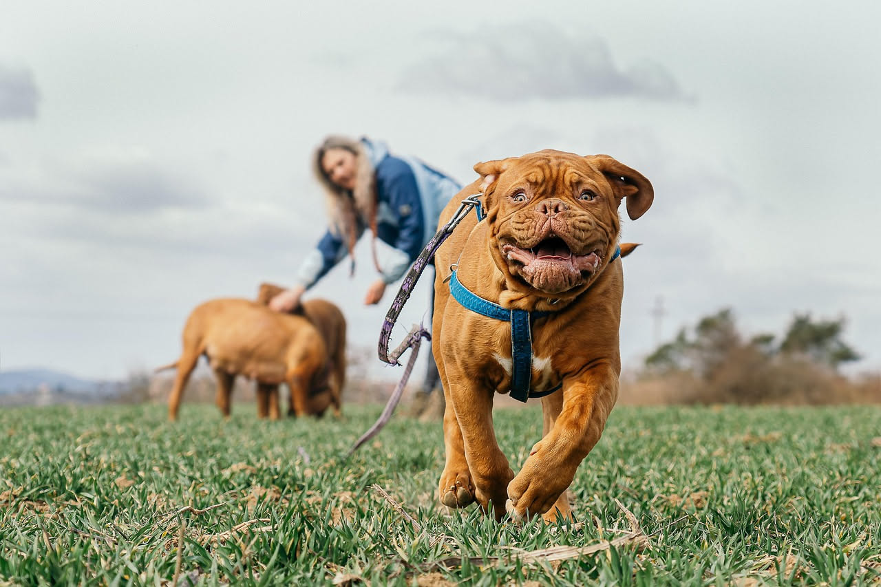 Da dove viene il Dogue de Bordeaux: la storia del cane francese