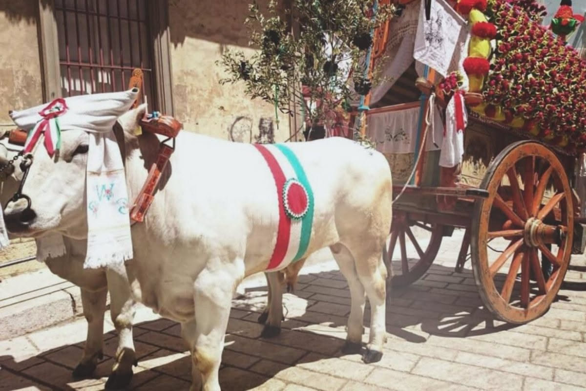 Da dove viene il Dogo Argentino: la storia della razza