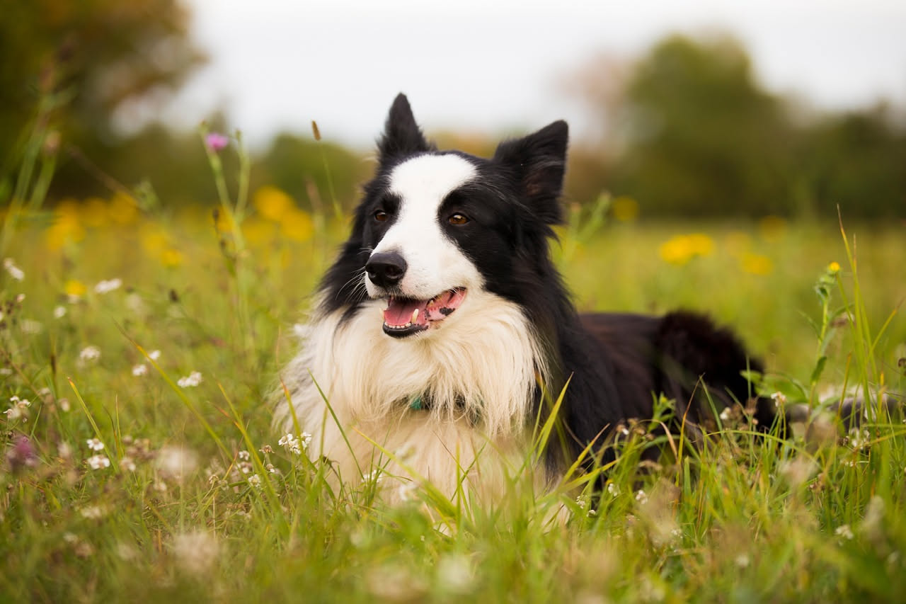 Qual è la storia del Border Collie: le origini della razza