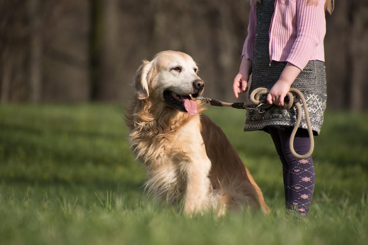 Perché il cane tira al guinzaglio: come correggerlo