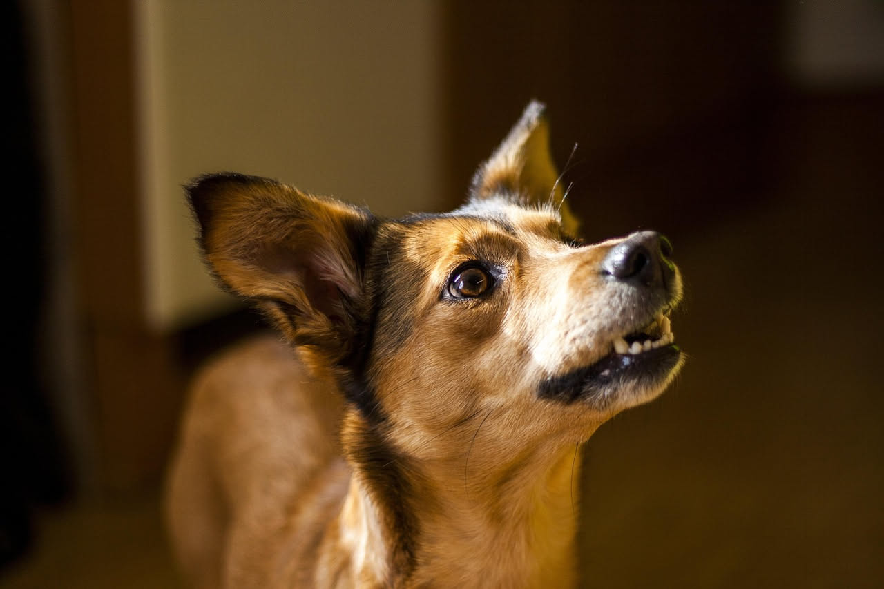 Perché il cane abbaia quando resta solo: cosa fare
