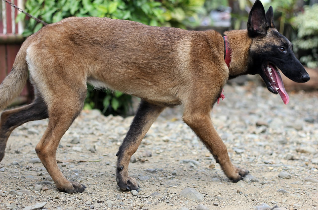 Perché il cane cammina in tondo prima di sdraiarsi: le cause