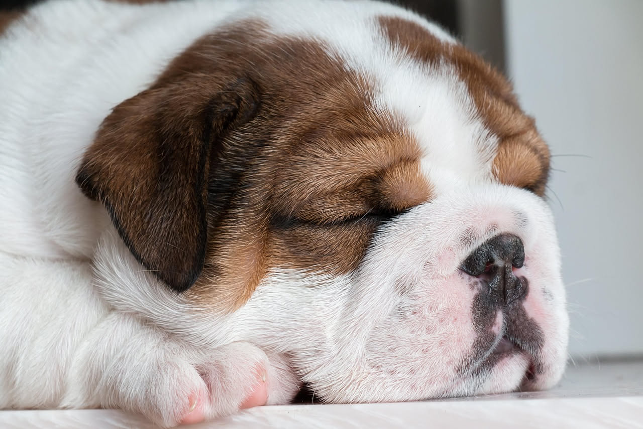 Perché il cane dorme così tanto d'estate: la spiegazione