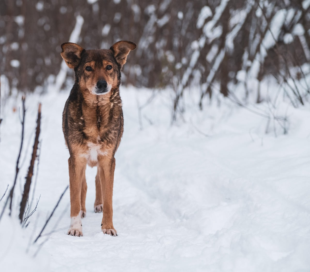 Perché il cane trema senza freddo: le cause da conoscere