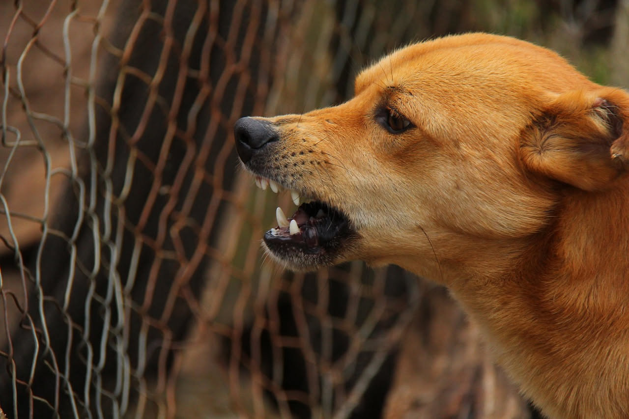Perché il cane ha l'alito cattivo: cosa controllare