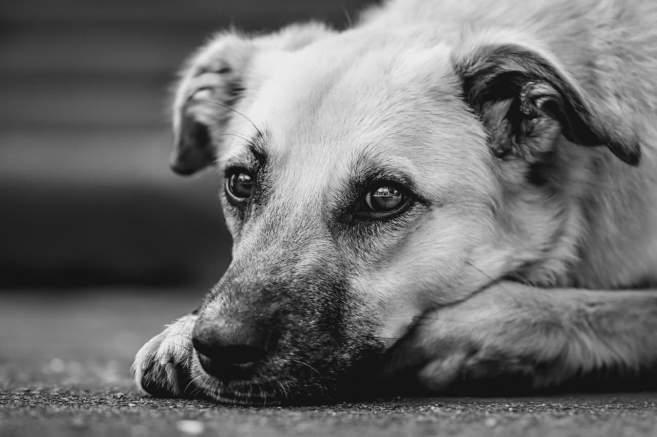 Perché il cane fissa il vuoto: la spiegazione