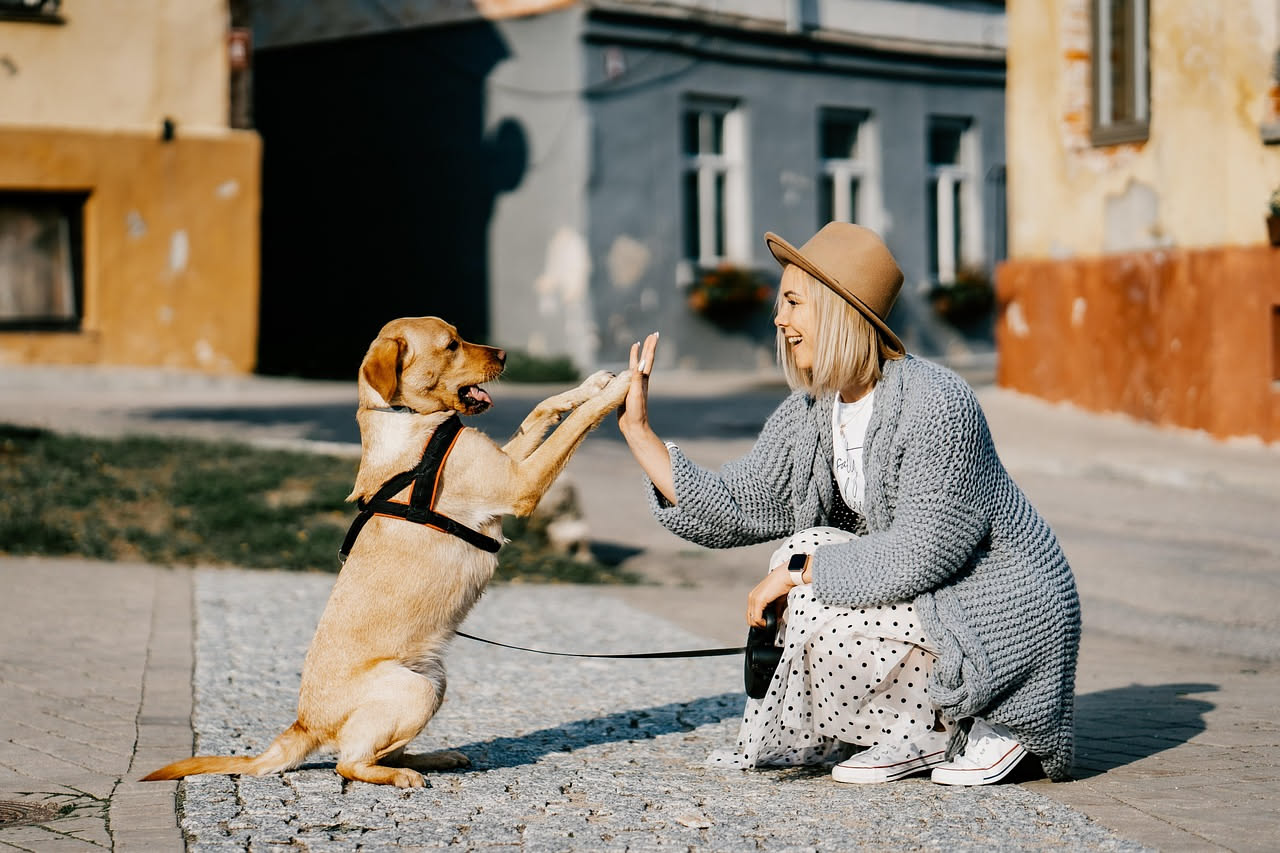 Perché il cane annusa tutto durante la passeggiata: le cause
