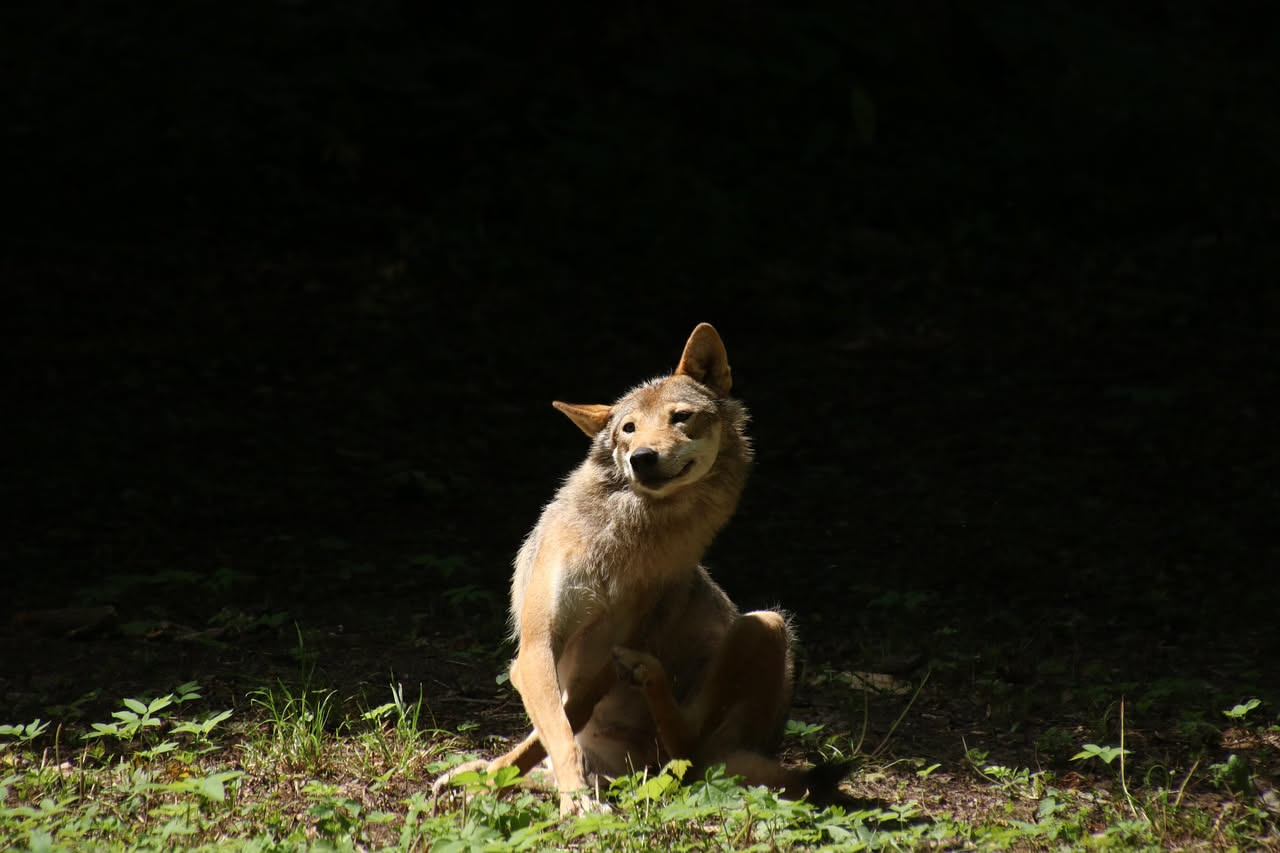 Perché il cane si gratta di continuo: cosa controllare