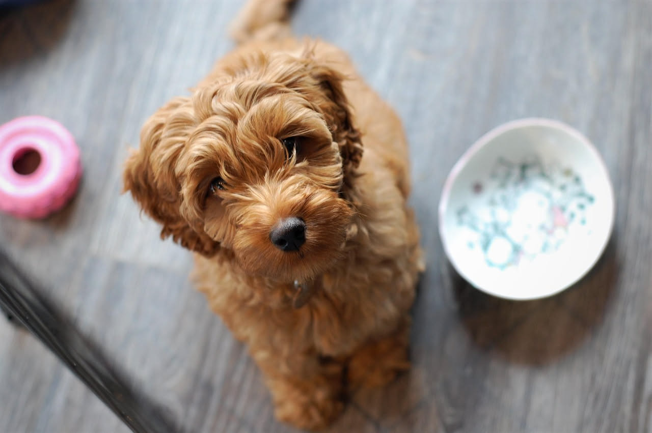 Perché il cane rifiuta il cibo d'estate: cosa fare