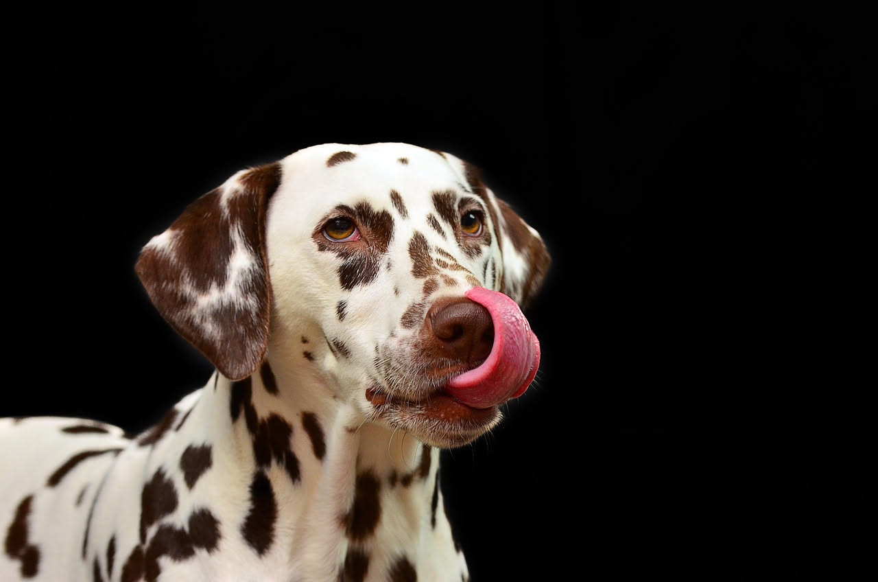 Perché il cane mangia l'erba: la spiegazione