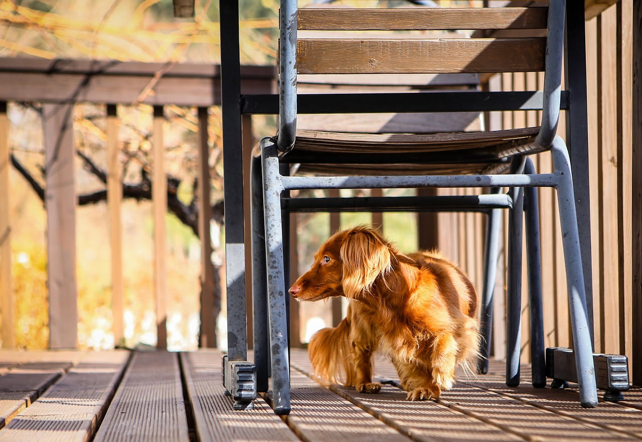 Perché il cane nasconde il cibo: le cause del comportamento