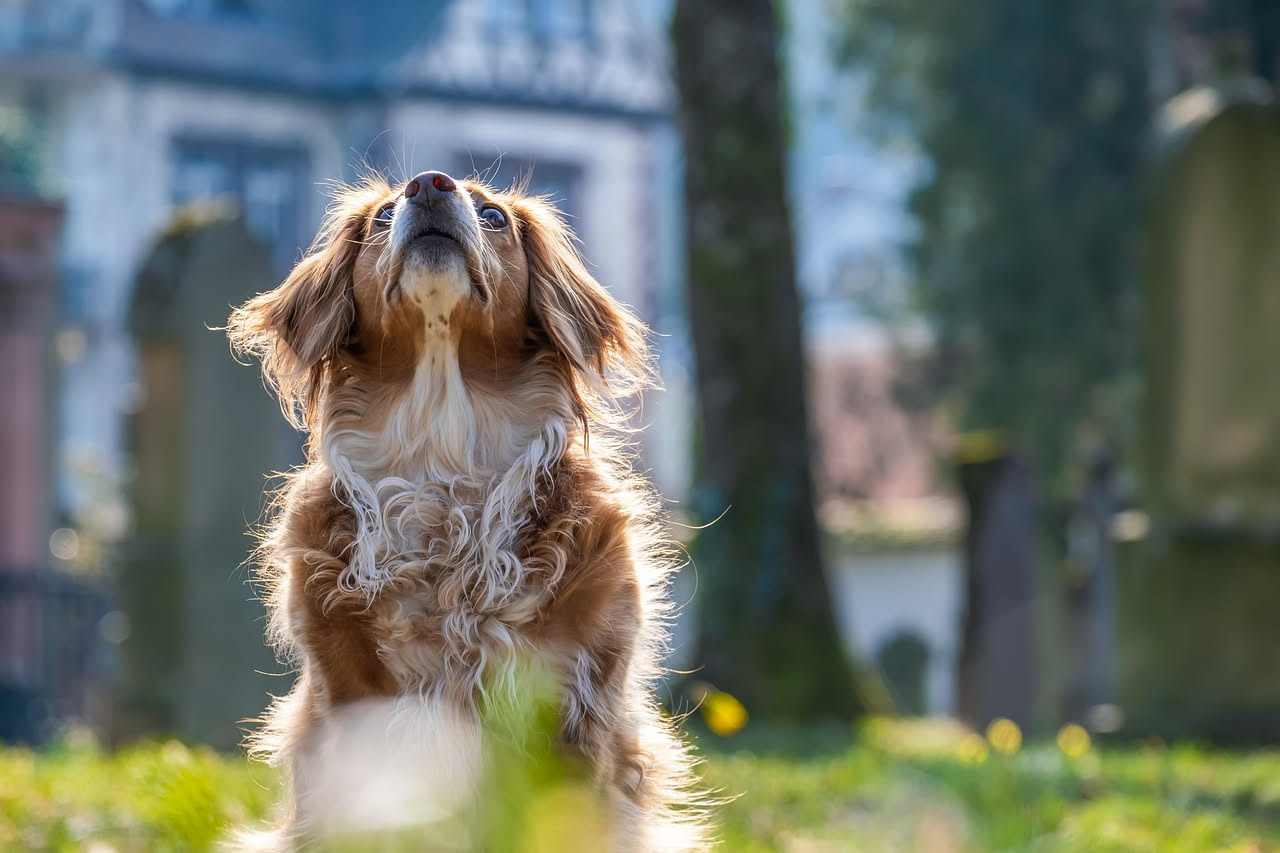 Perché il cane ulula quando sente le sirene: le cause