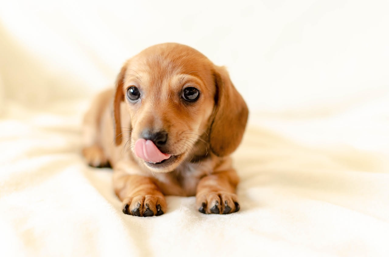 Perché il cane lecca sempre le zampe: le cause