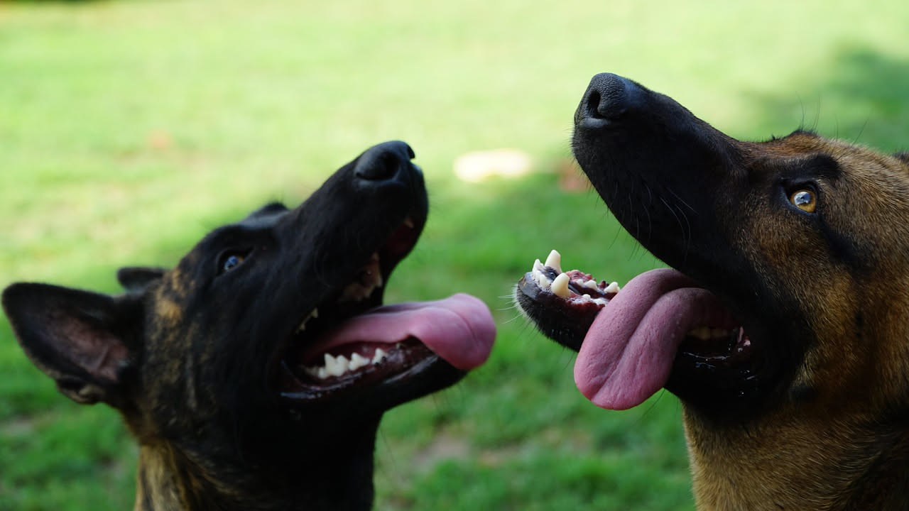 Perché il cane ringhia mentre gioca: cosa significa