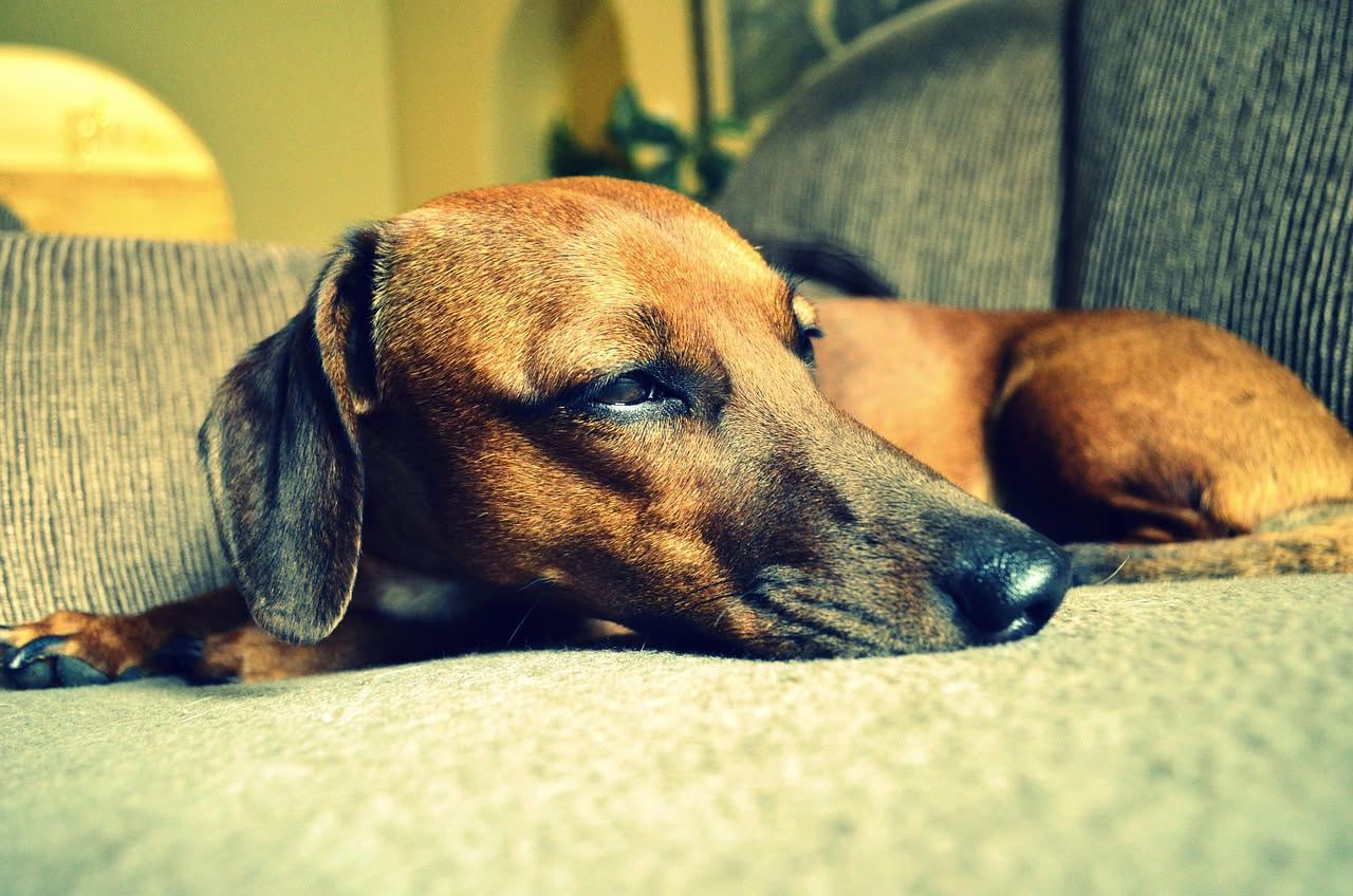 Perché il cane guaisce mentre dorme: cosa significa