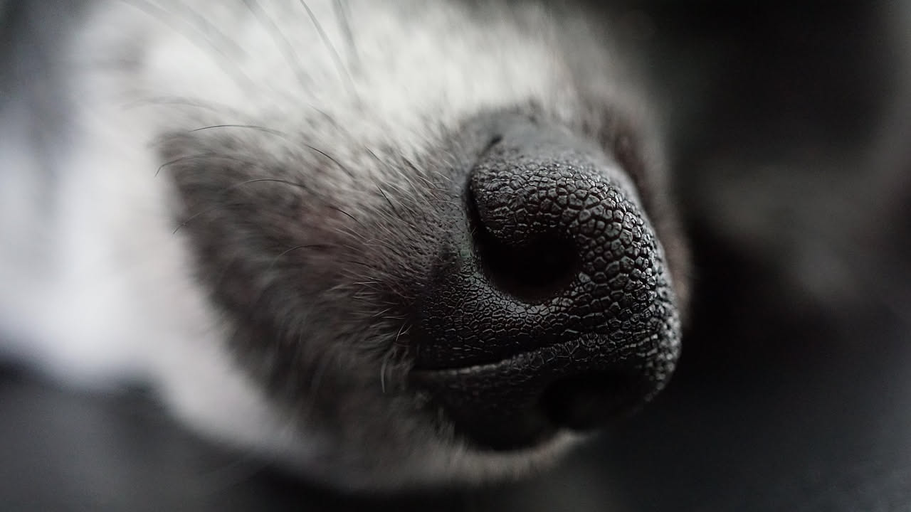 Perché il cane si strofina il muso con le zampe: la spiegazione