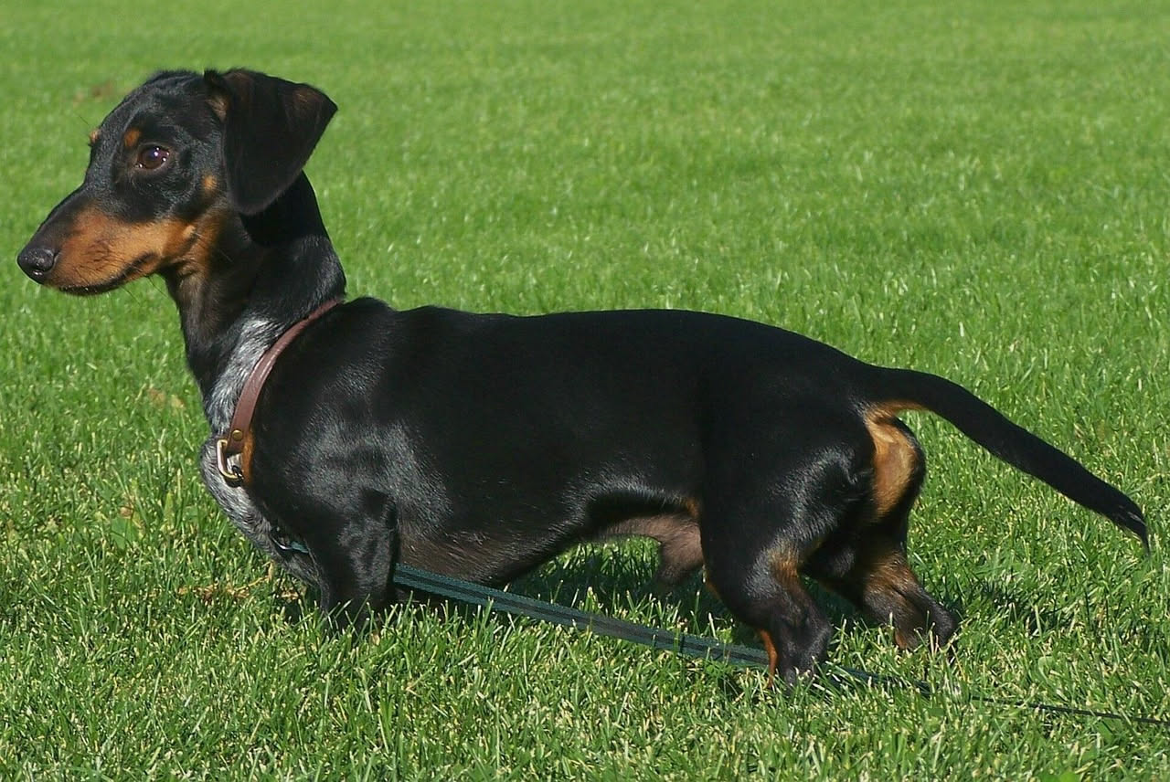 Perché il cane insegue la coda: la spiegazione