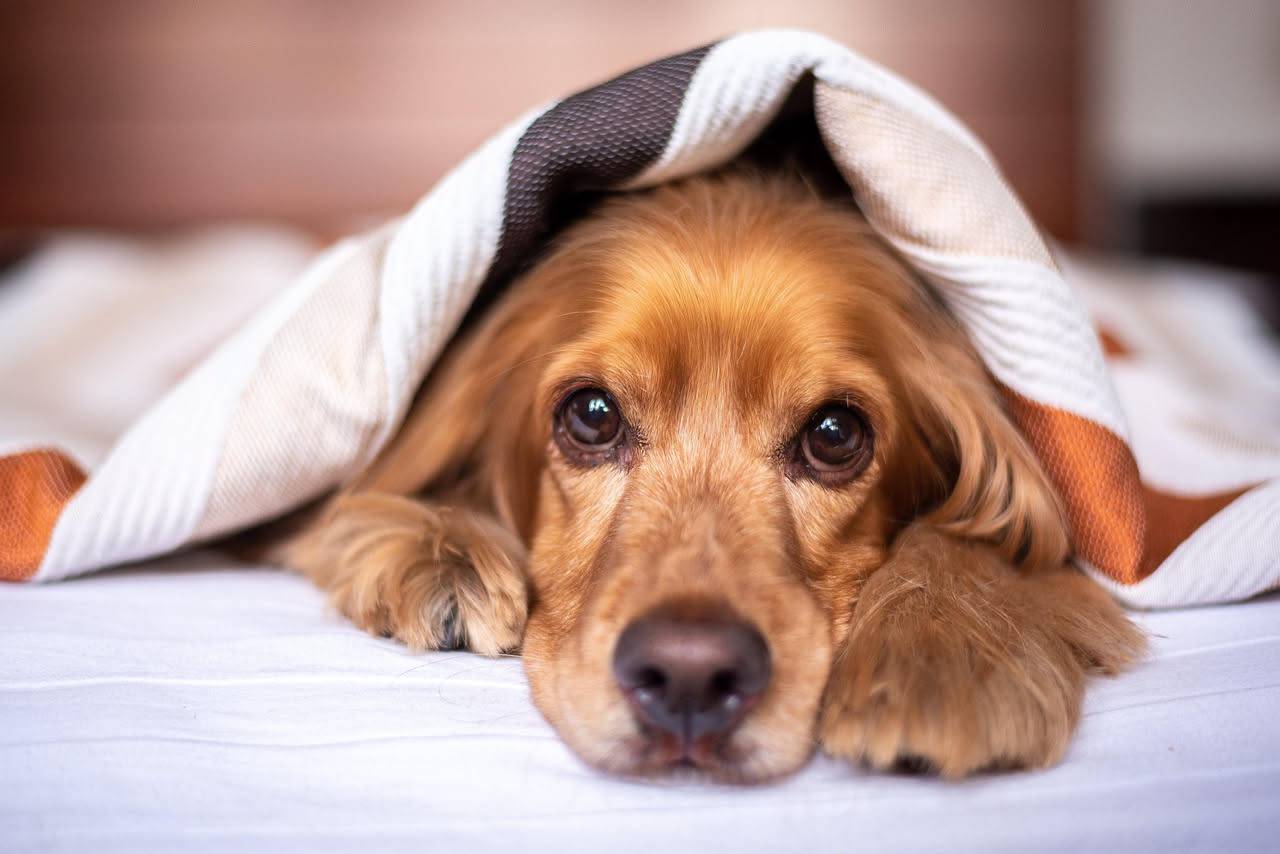 Perché il cane ha paura dei rumori forti: cosa fare