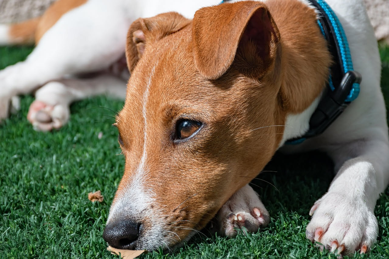 Perché il cane mangia troppo in fretta: come rallentarlo
