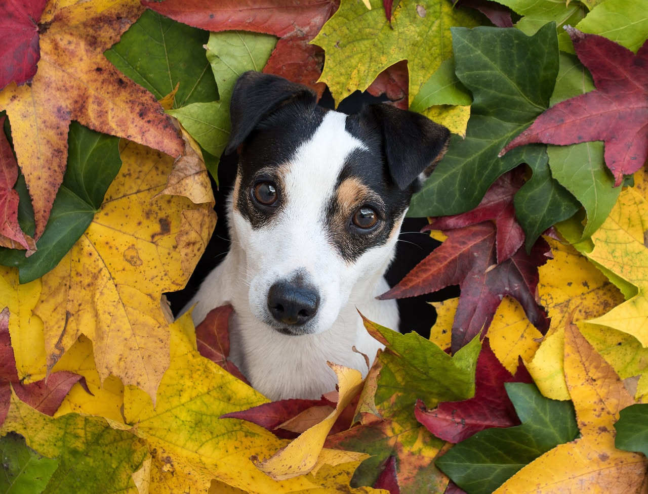 Perché il cane si nasconde quando ha paura: cosa fare