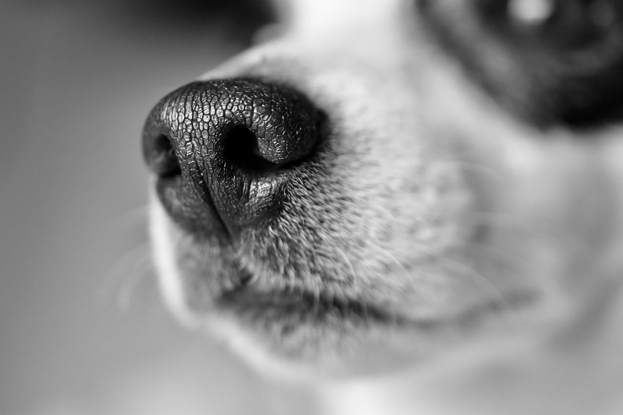 Perché il cane si lecca il naso di continuo: le cause