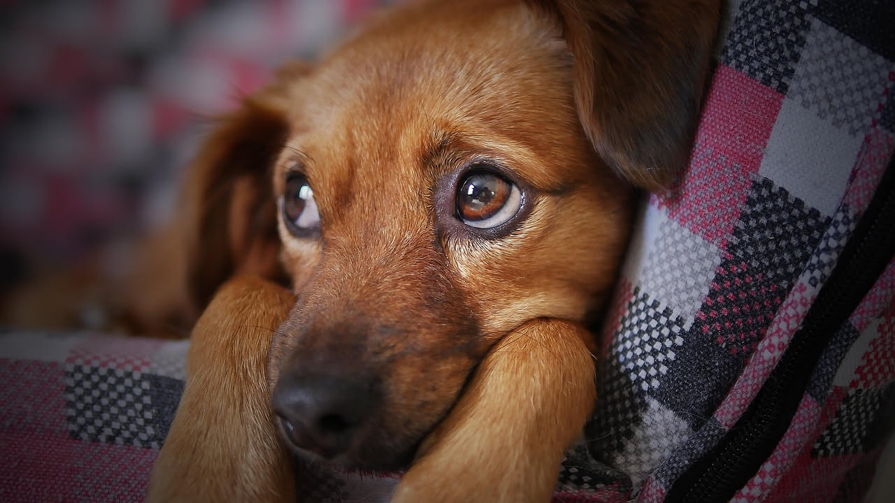 Perché il cane ansima troppo d'estate: cosa fare
