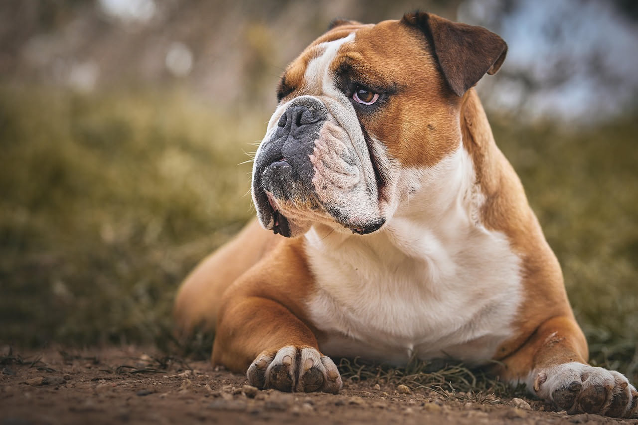 Qual è l'origine del Bulldog Inglese: la storia del cane