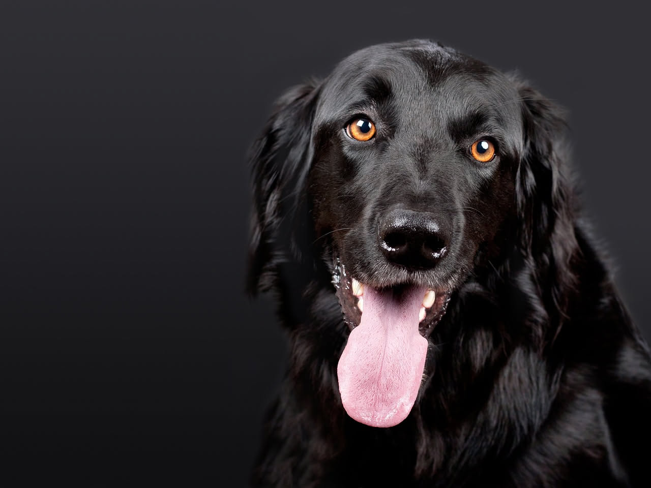 Qual è l'origine del Terranova nero: la storia del cane da salvataggio